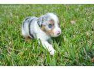 Miniature Australian Shepherd Puppy for sale in Alva, FL, USA