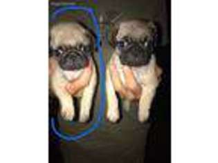 Pug Puppy for sale in Altoona, KS, USA