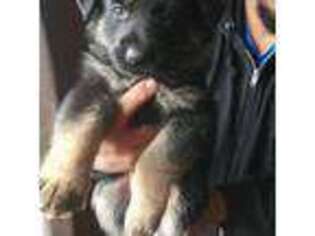 German Shepherd Dog Puppy for sale in Menomonie, WI, USA
