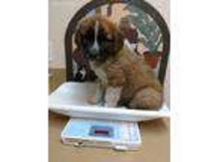 Saint Bernard Puppy for sale in Vancouver, WA, USA