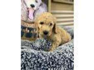 Goldendoodle Puppy for sale in Lawrenceburg, KY, USA