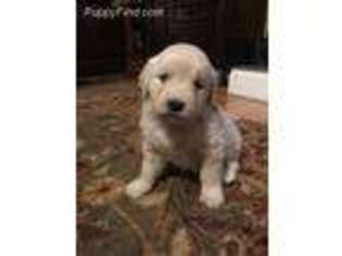 Golden Retriever Puppy for sale in Scottsboro, AL, USA