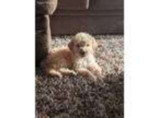 Goldendoodle Puppy for sale in Elizabeth City, NC, USA
