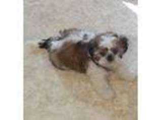 Mutt Puppy for sale in Kingman, AZ, USA