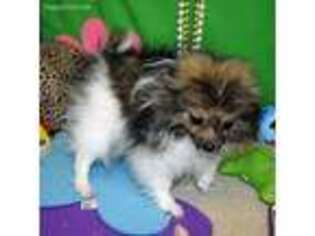 Pomeranian Puppy for sale in Brownsboro, TX, USA