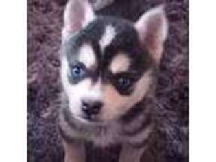 Alaskan Klee Kai Puppy for sale in Christmas Valley, OR, USA