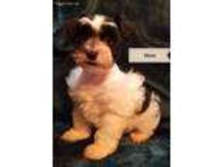Mutt Puppy for sale in Blum, TX, USA
