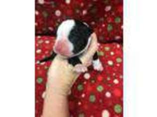 Boxer Puppy for sale in Diamond, MO, USA