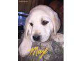 Labrador Retriever Puppy for sale in Lufkin, TX, USA