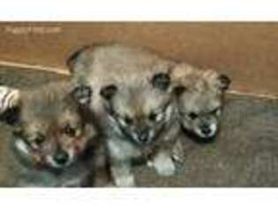 Pomeranian Puppy for sale in Wyoming, MI, USA