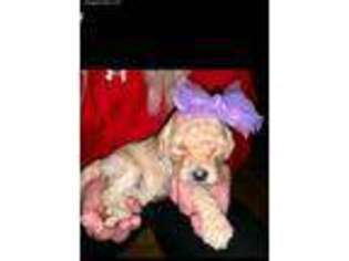Goldendoodle Puppy for sale in Paragould, AR, USA