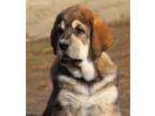 Spanish Mastiff Puppy for sale in Los Angeles, CA, USA