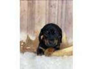 Dachshund Puppy for sale in Johnstown, OH, USA