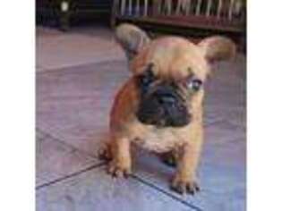 French Bulldog Puppy for sale in Rosenberg, TX, USA