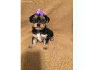 Yorkshire Terrier Puppy for sale in Muldrow, OK, USA