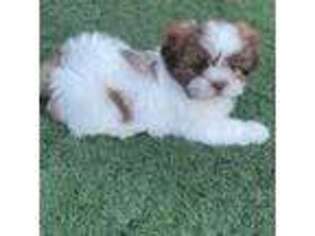 Mutt Puppy for sale in Bloomington, CA, USA
