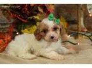 Cavapoo Puppy for sale in Vandalia, MO, USA