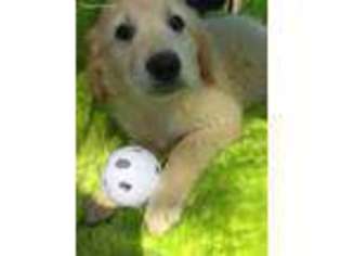 Goldendoodle Puppy for sale in Kaufman, TX, USA