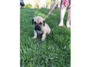 Great Dane Puppy for sale in Chemung, NY, USA