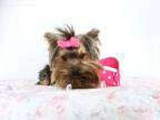 Yorkshire Terrier Puppy for sale in Provo, UT, USA
