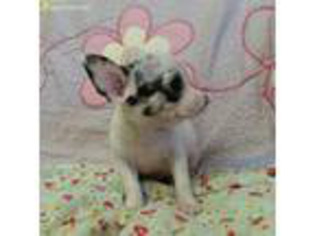 Chihuahua Puppy for sale in Batesburg, SC, USA