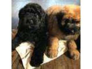 Mutt Puppy for sale in Hastings, MI, USA