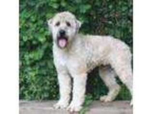 Soft Coated Wheaten Terrier Puppy for sale in Lyons, NE, USA