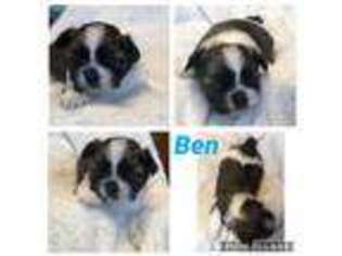 Mutt Puppy for sale in Waverly, IA, USA