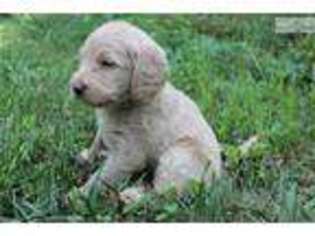 Labradoodle Puppy for sale in Lenoir, NC, USA