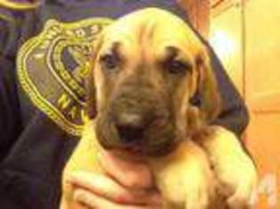 Great Dane Puppy for sale in WILLIAMSTOWN, PA, USA