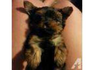 Yorkshire Terrier Puppy for sale in WORCESTER, MA, USA