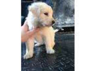 Mutt Puppy for sale in Swanzey, NH, USA