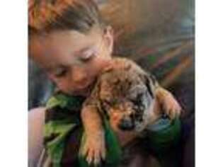 Great Dane Puppy for sale in Pasco, WA, USA