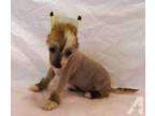 Chinese Crested Puppy for sale in ROCKWALL, TX, USA