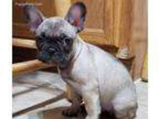 French Bulldog Puppy for sale in Waukon, IA, USA