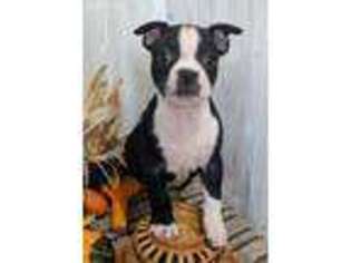 Boston Terrier Puppy for sale in Belle Center, OH, USA