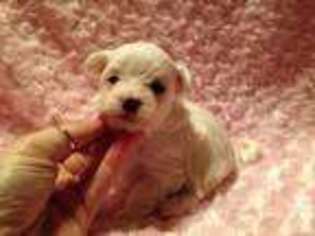 Maltese Puppy for sale in RICHMOND, KY, USA
