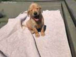 Labrador Retriever Puppy for sale in Palestine, TX, USA