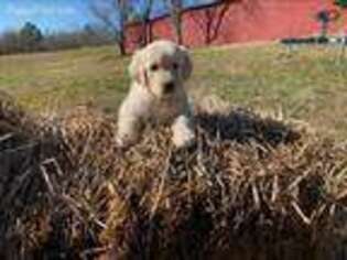 Golden Retriever Puppy for sale in Langston, AL, USA