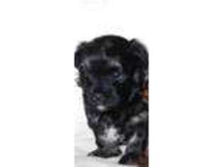 Shorkie Tzu Puppy for sale in Twin Lakes, WI, USA