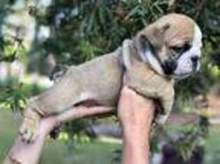 Bulldog Puppy for sale in New Port Richey, FL, USA
