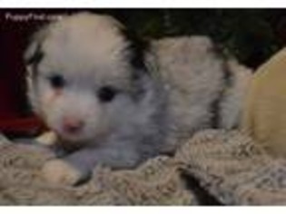 Miniature Australian Shepherd Puppy for sale in Crofton, KY, USA