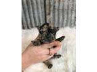 French Bulldog Puppy for sale in Saint Joseph, MO, USA