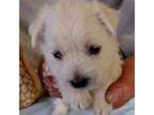 West Highland White Terrier Puppy for sale in Spokane, WA, USA
