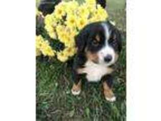 Bernese Mountain Dog Puppy for sale in Mayslick, KY, USA