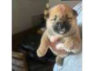 Shiba Inu Puppy for sale in Newark, DE, USA
