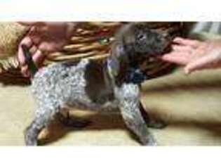 German Shorthaired Pointer Puppy for sale in Grove City, PA, USA