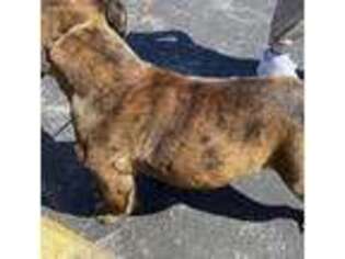 Bulldog Puppy for sale in Angola, IN, USA