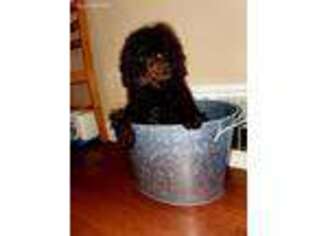 Labradoodle Puppy for sale in Beecher, IL, USA