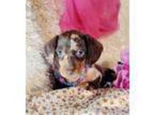 Dachshund Puppy for sale in Becker, MN, USA